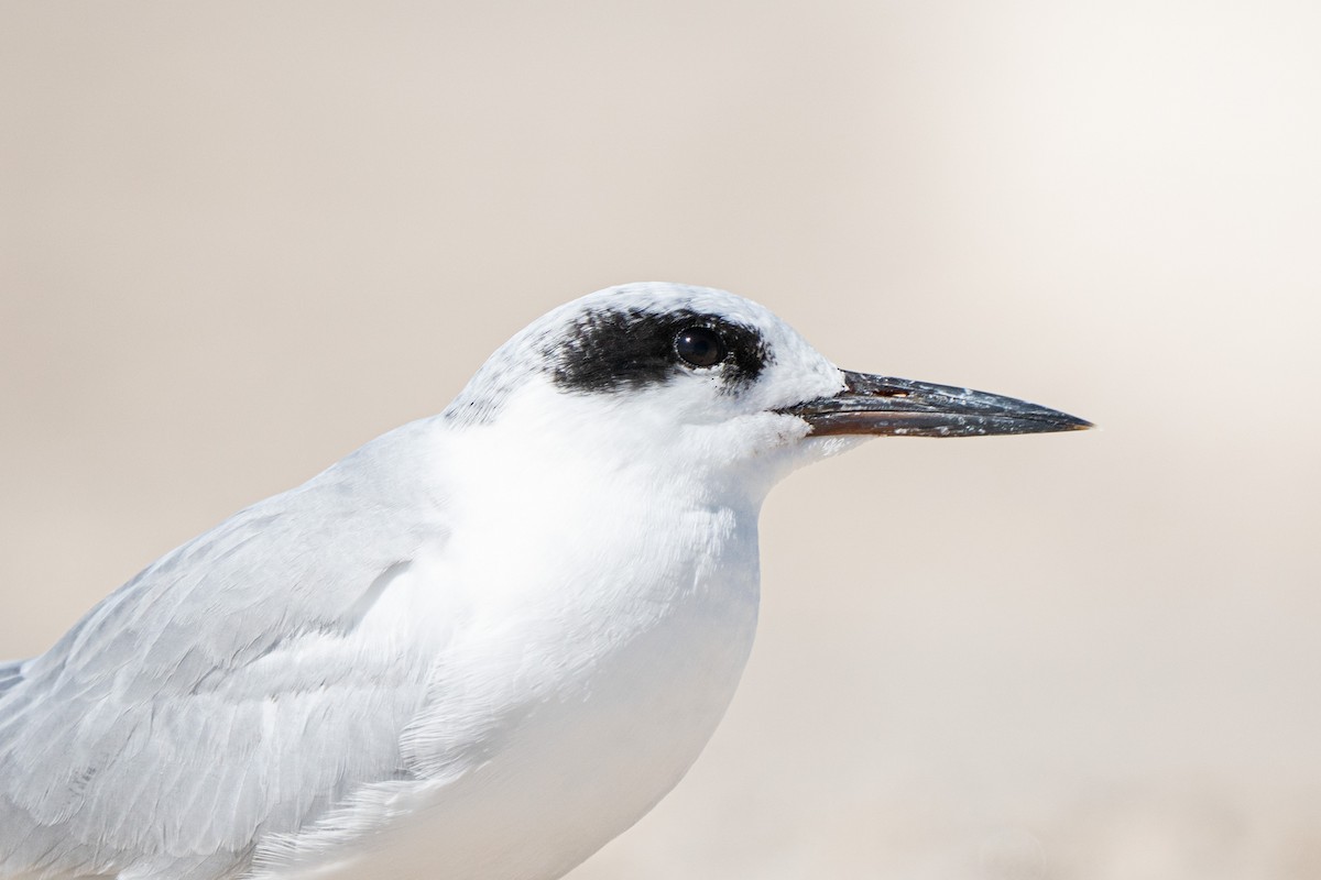 Forster's Tern - ML645748629