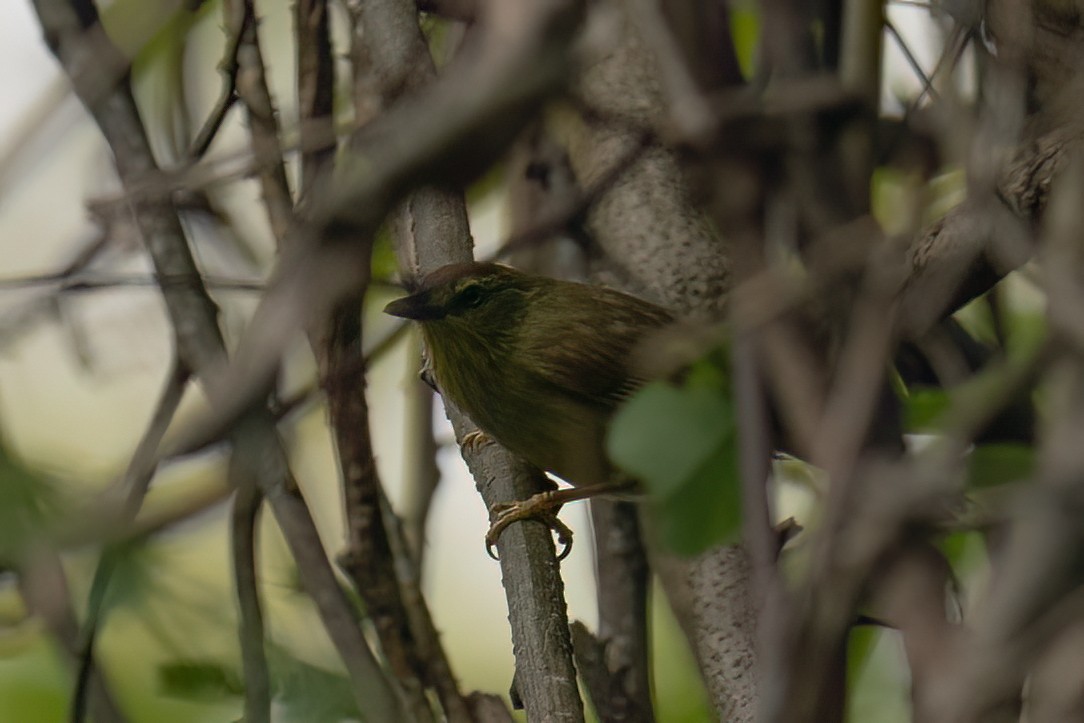 smalstripemeistimal - ML645748639