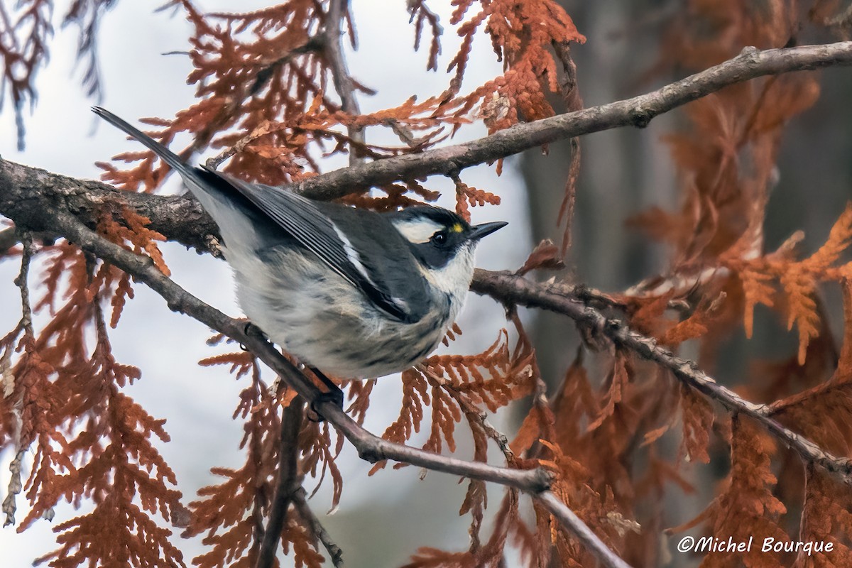 Black-throated Gray Warbler - ML645748641