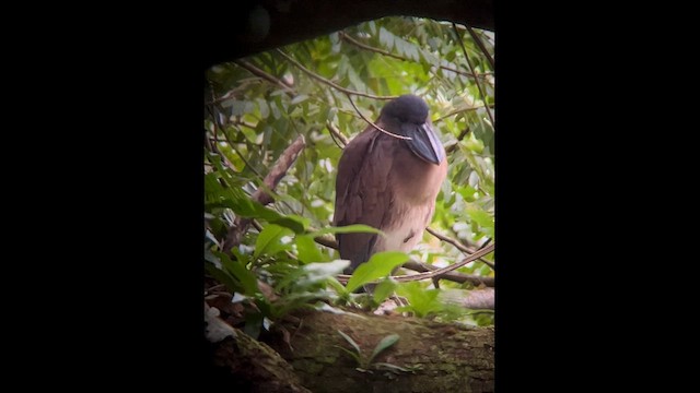 Boat-billed Heron - ML645748655