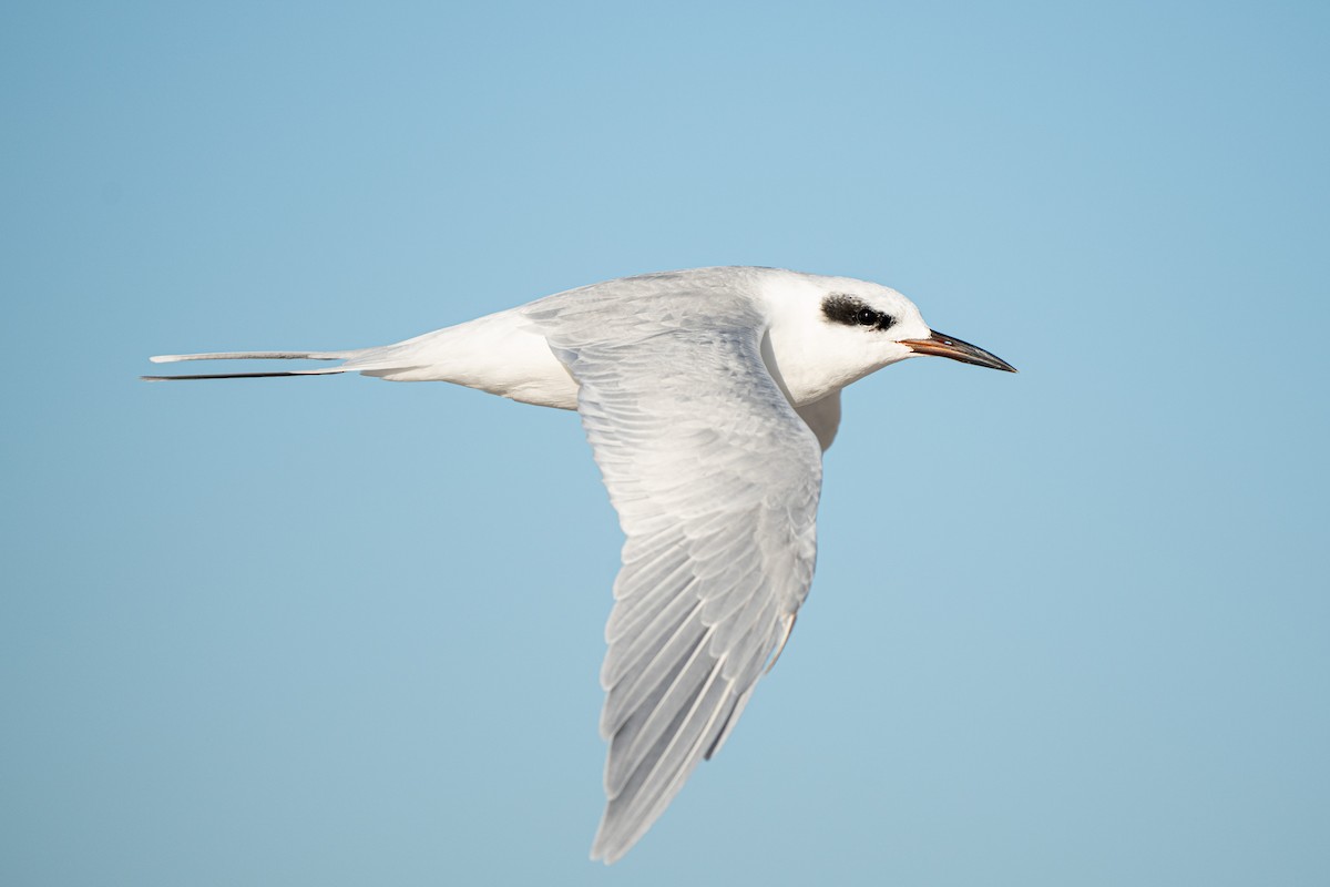 Forster's Tern - ML645748657