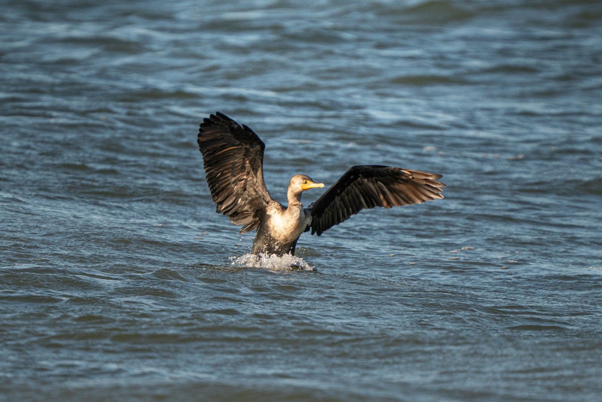 Double-crested Cormorant - ML645748663