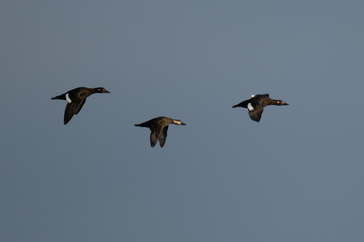 amerikasvartand - ML645748665