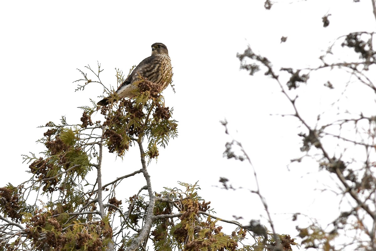 Merlin - ML645748672