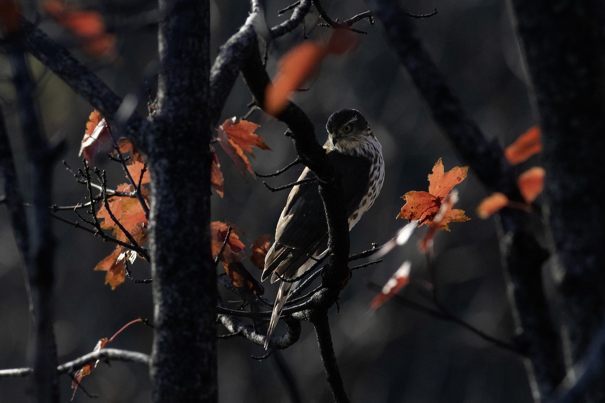 Sharp-shinned Hawk - ML645748674