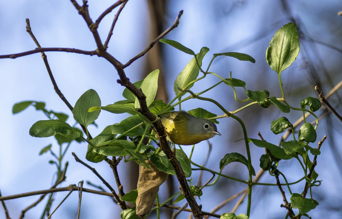 Nashville Warbler - ML645748681