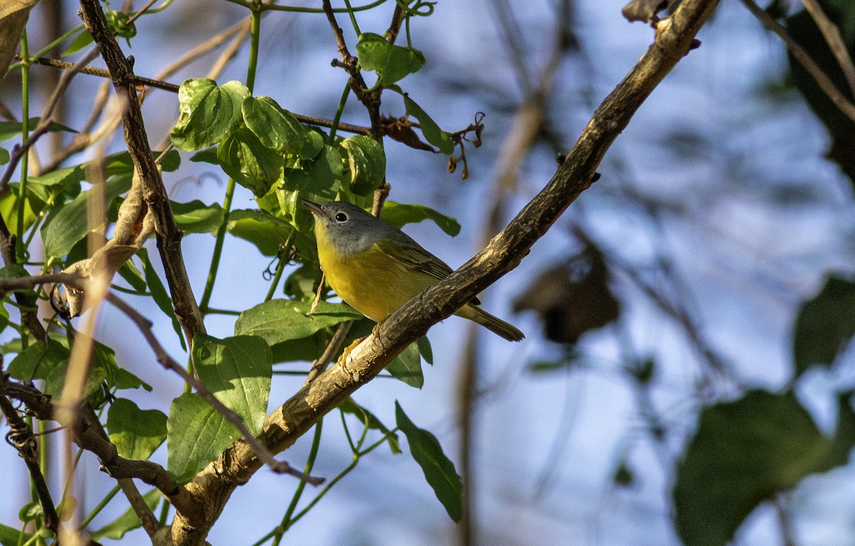 Nashville Warbler - ML645748682