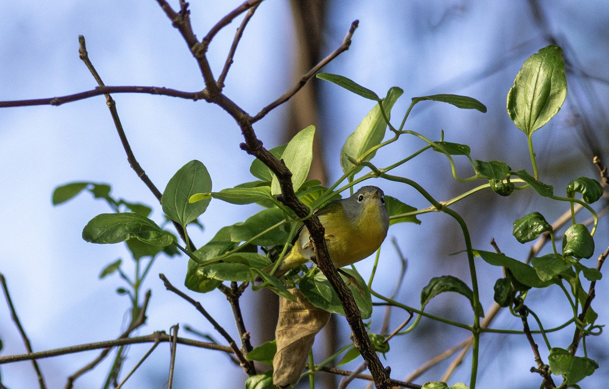 Nashville Warbler - ML645748683