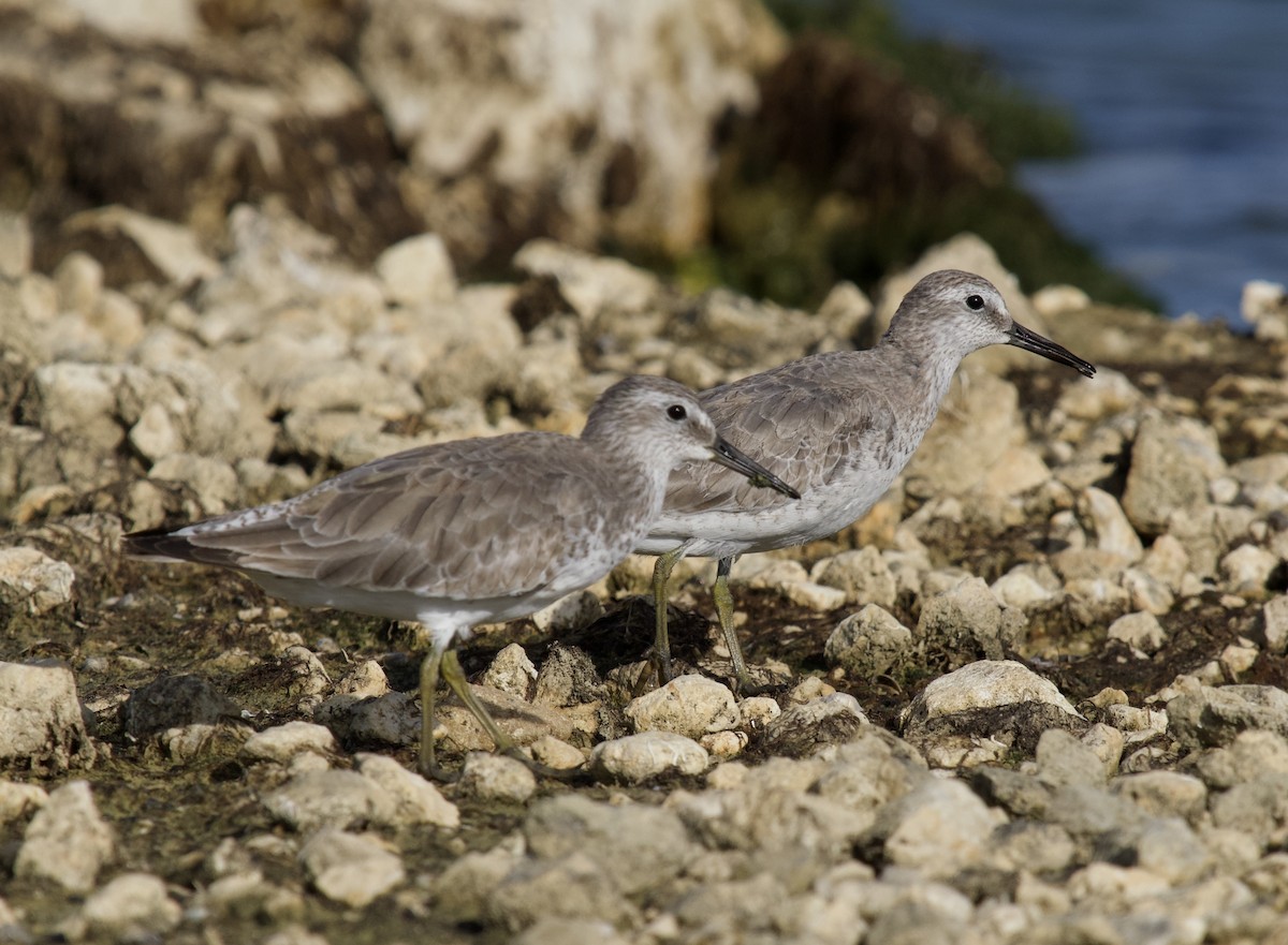 Red Knot - ML645748689