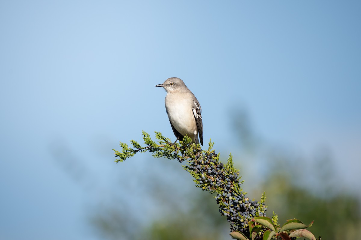 Northern Mockingbird - ML645748690