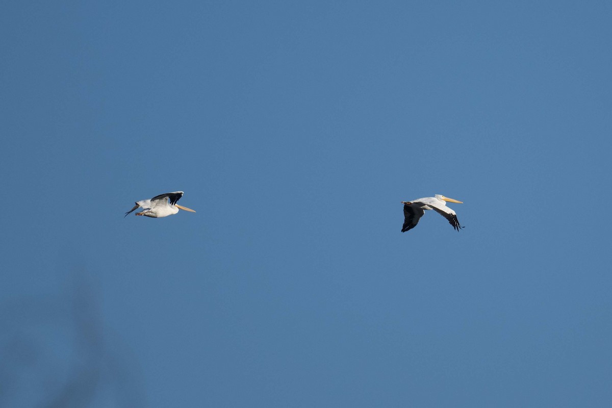 American White Pelican - ML645748691