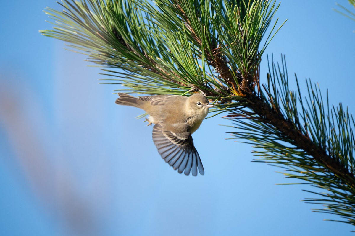 Pine Warbler - ML645748694