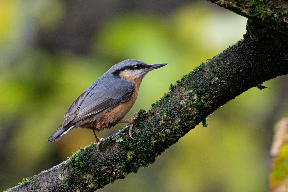 Garrapo eurasiarra - ML645748695