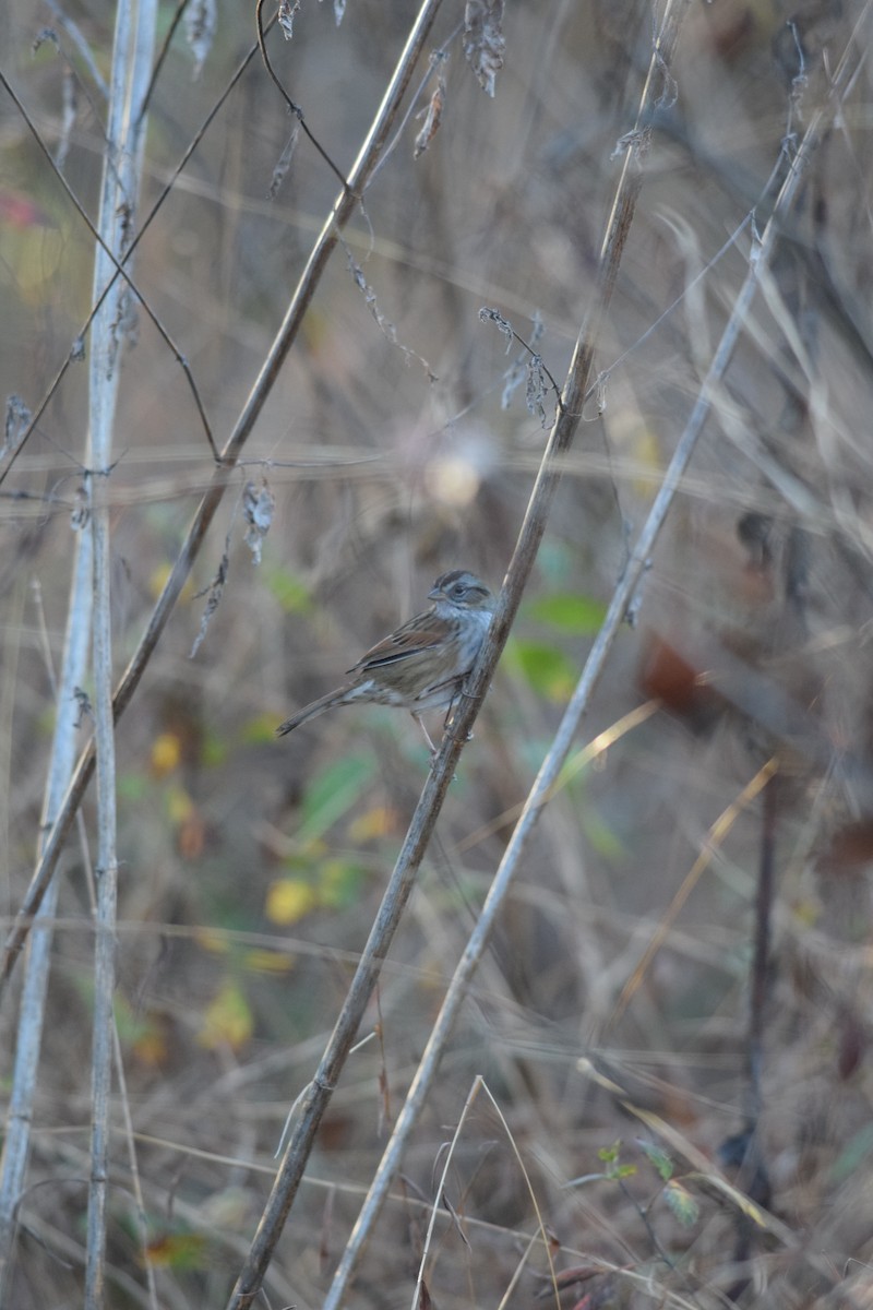 Пасовка болотяна - ML645748696