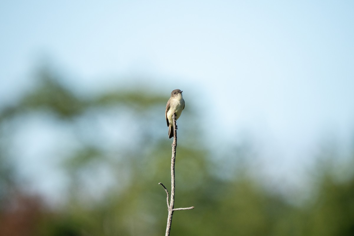 Eastern Phoebe - ML645748698