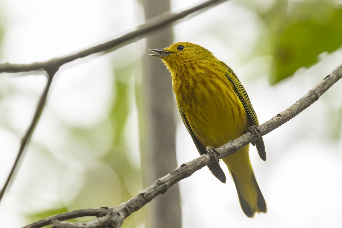 Пісняр-лісовик жовтий мангровий - ML645748704
