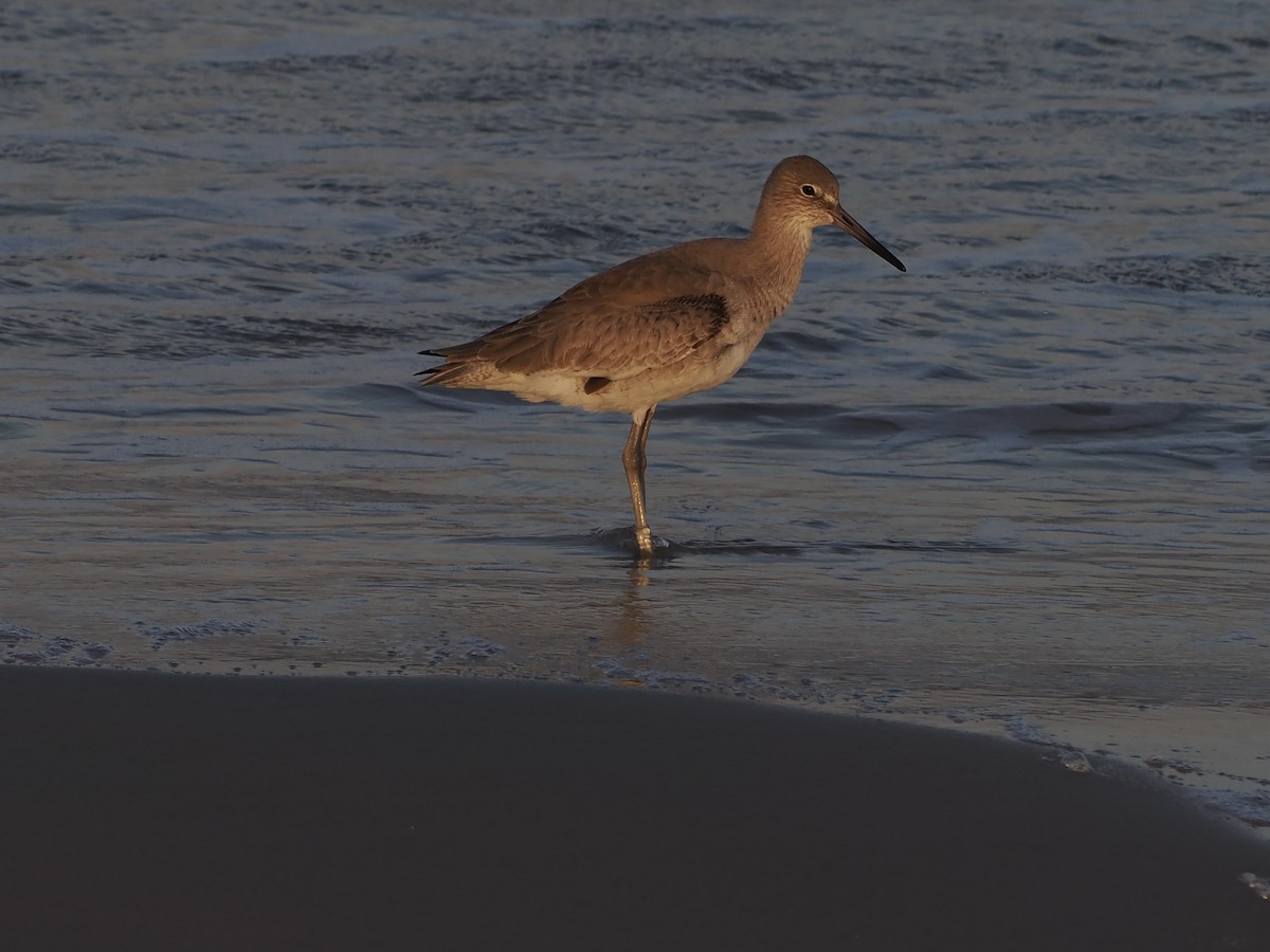Коловодник американський - ML645748705