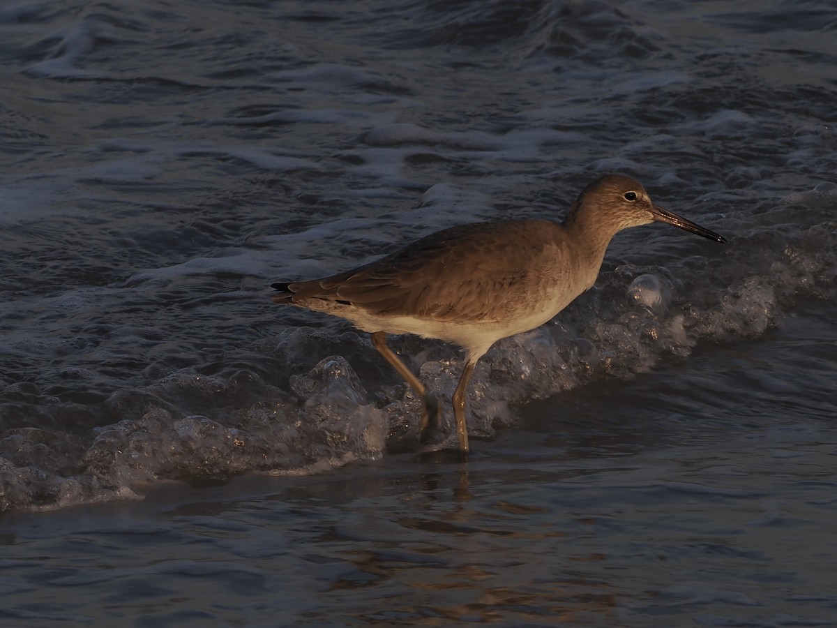 Коловодник американський - ML645748706