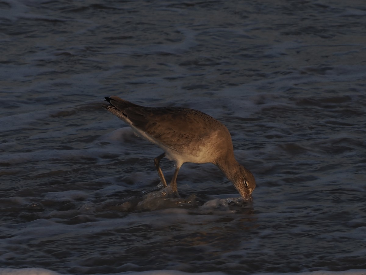 Коловодник американський - ML645748710