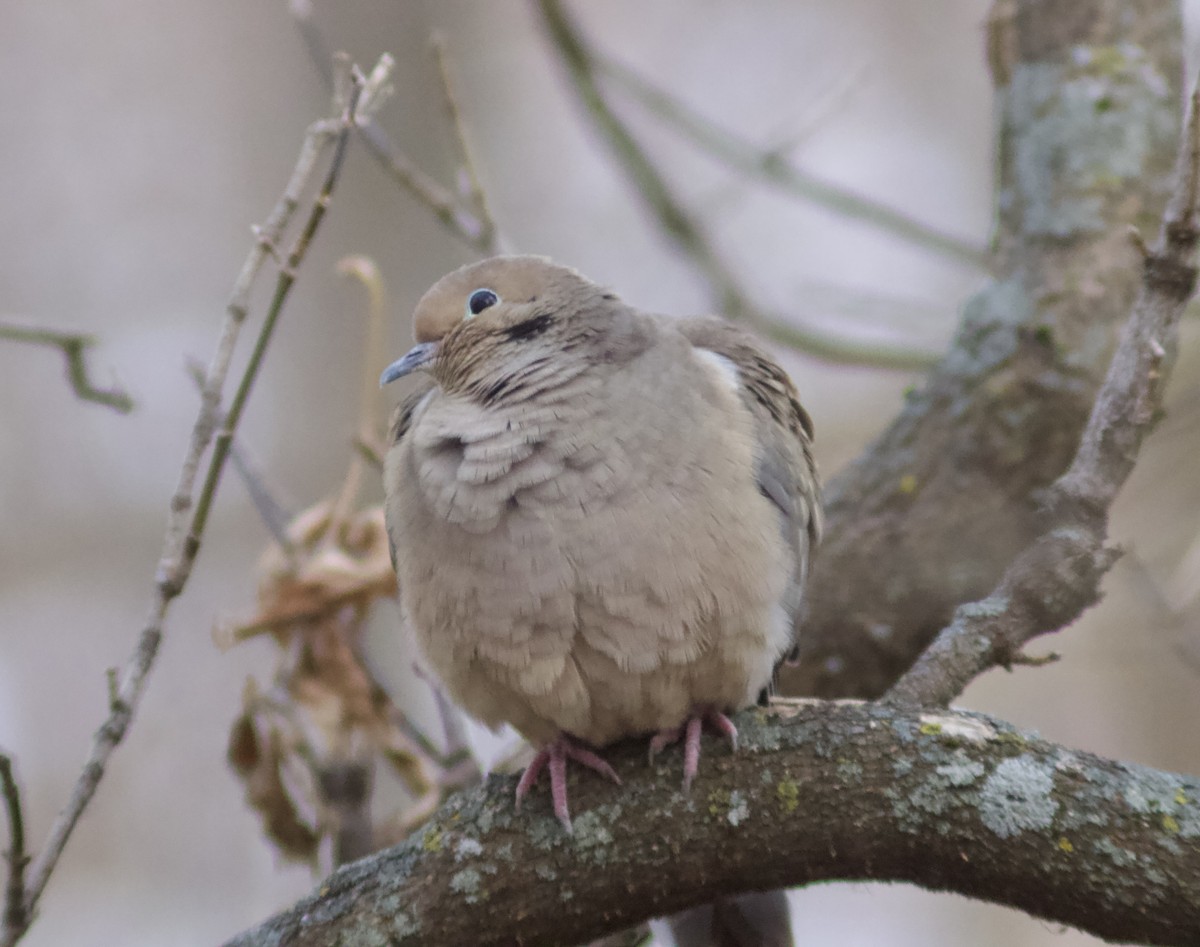 Зенаїда північна - ML645748712