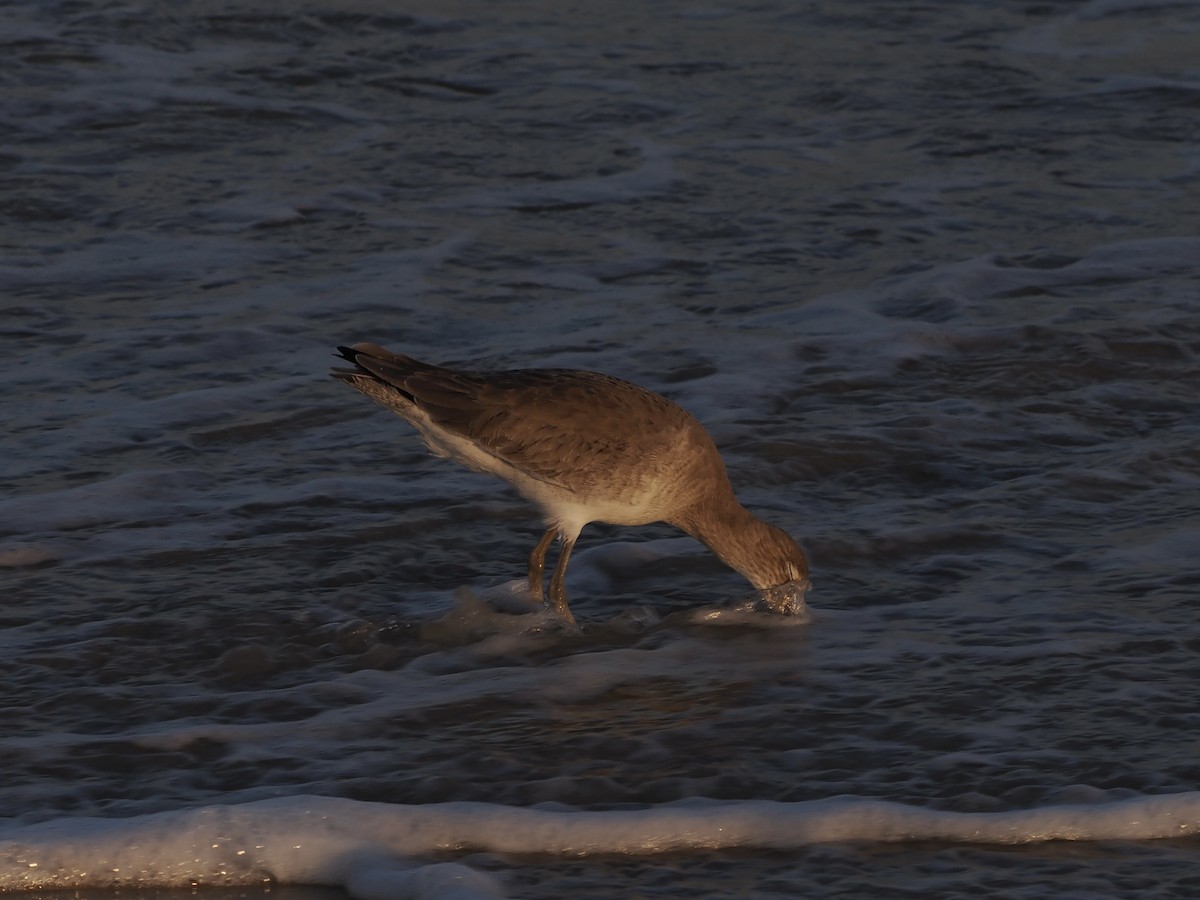 Коловодник американський - ML645748713