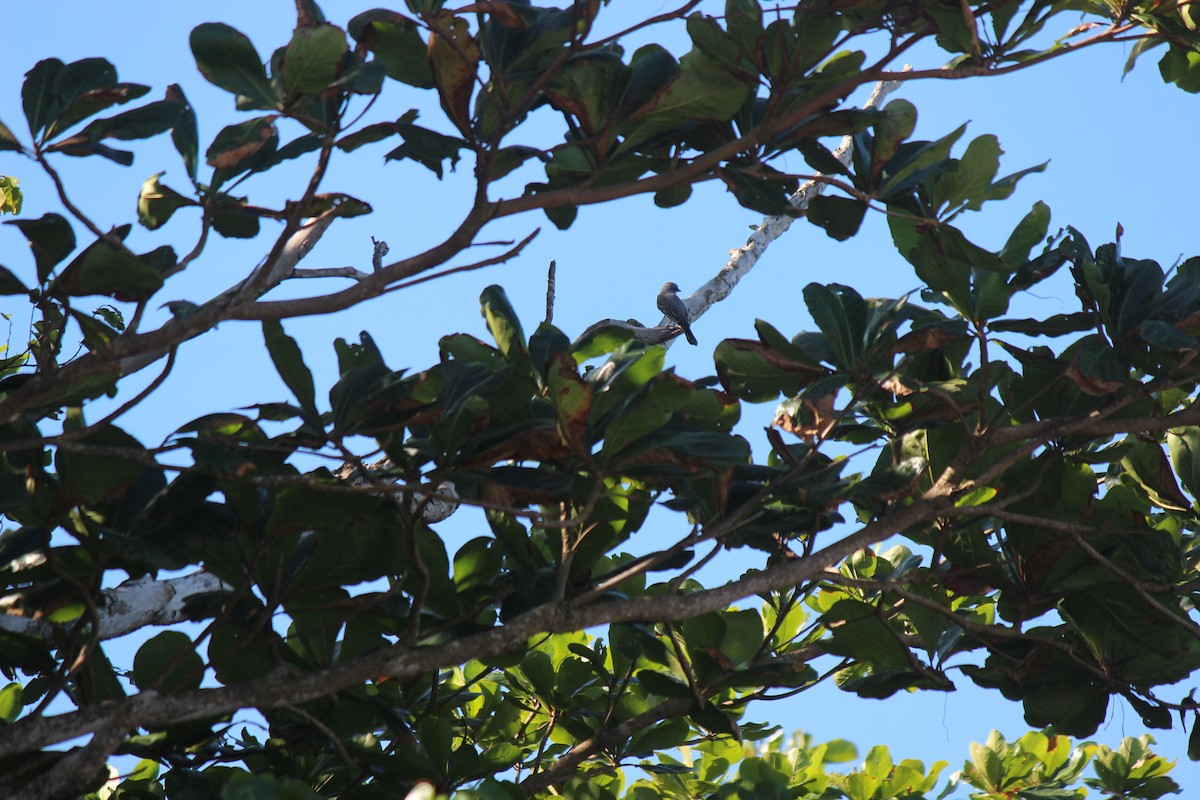 Тиран сірий - ML645748715