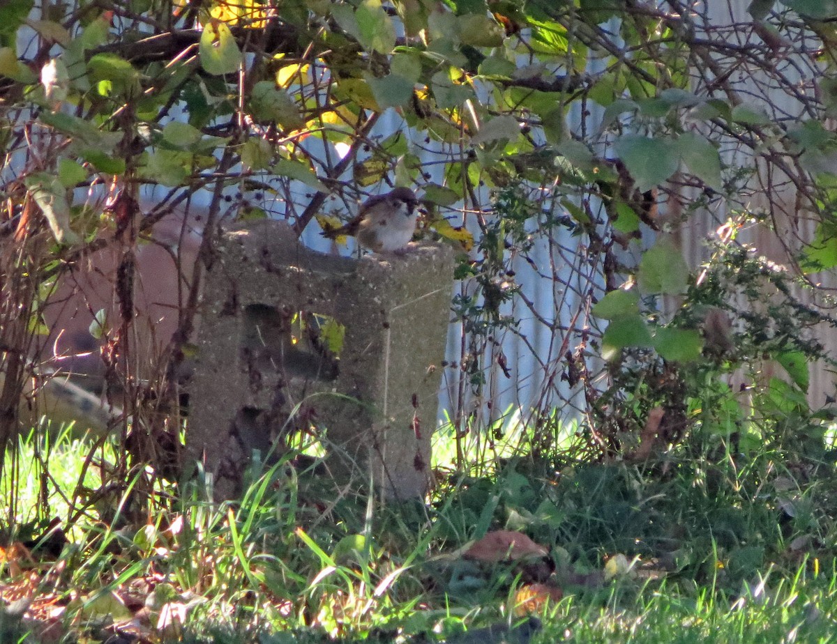 Горобець польовий - ML645748716