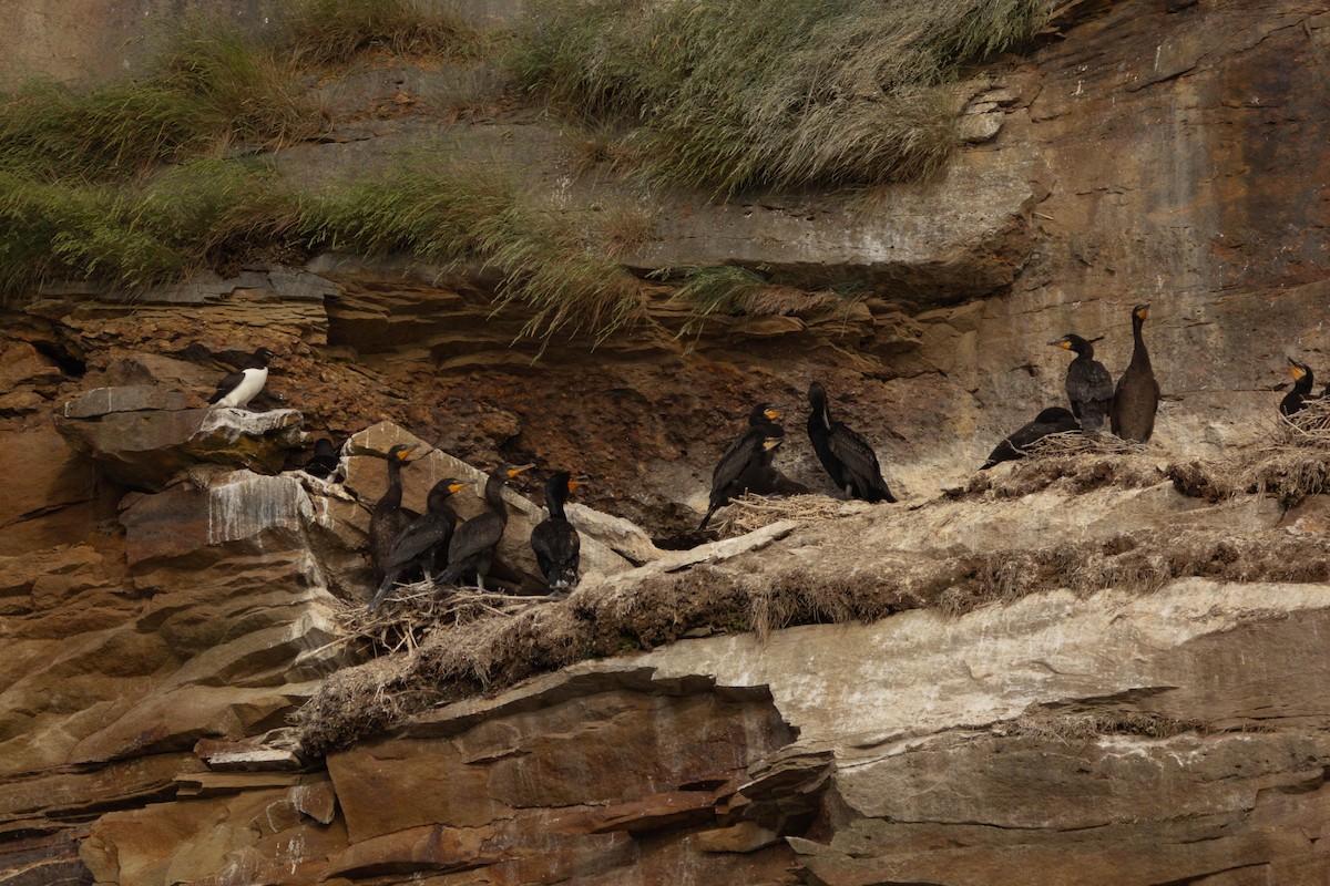 Баклан вухатий - ML645748717