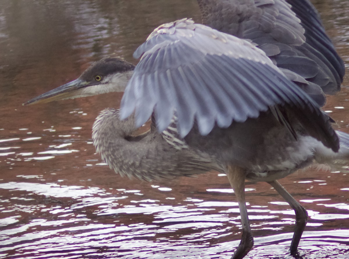 Чапля північна - ML645748718