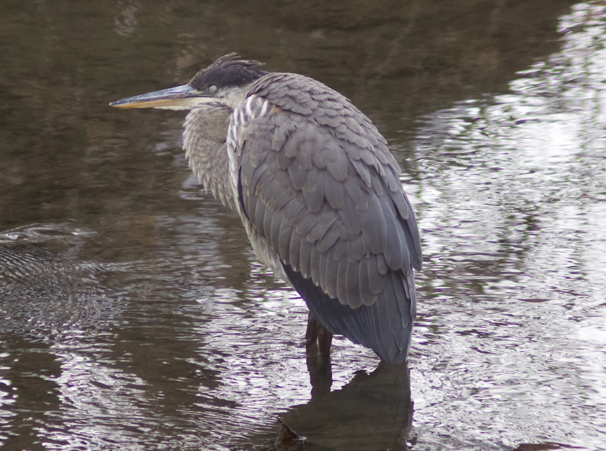 Чапля північна - ML645748719