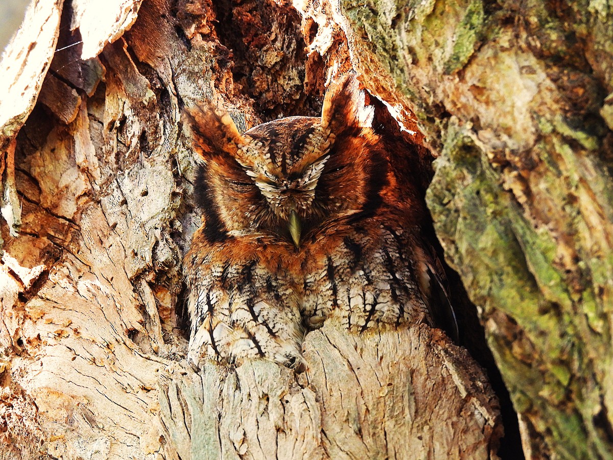 Сплюшка неотропічна - ML645748720