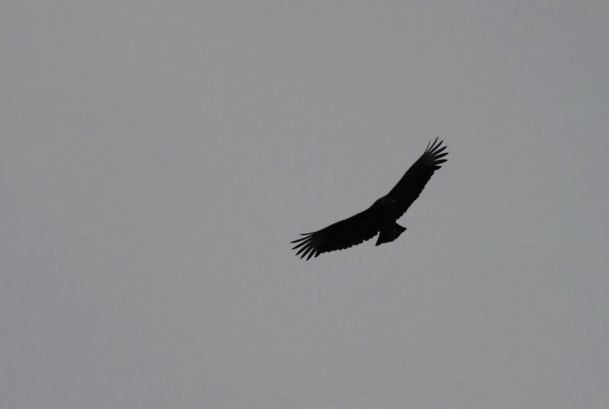 Black Vulture - ML645748722