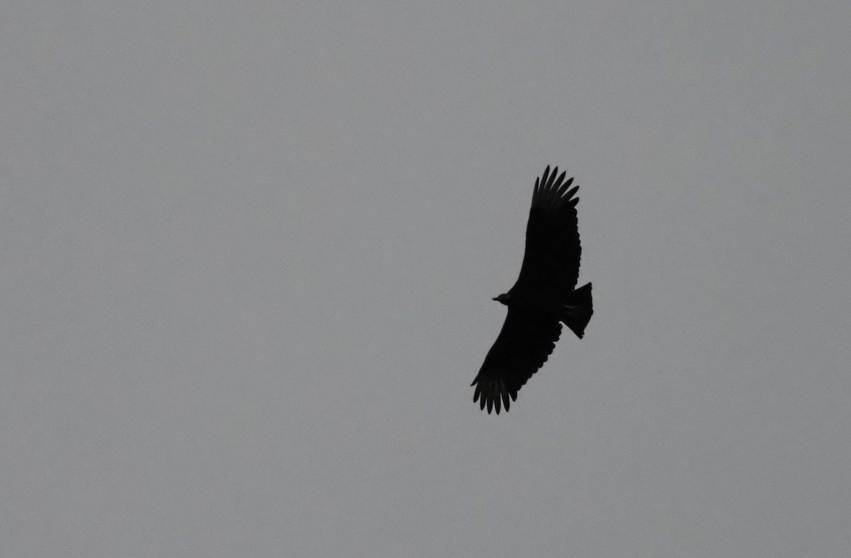 Black Vulture - ML645748723