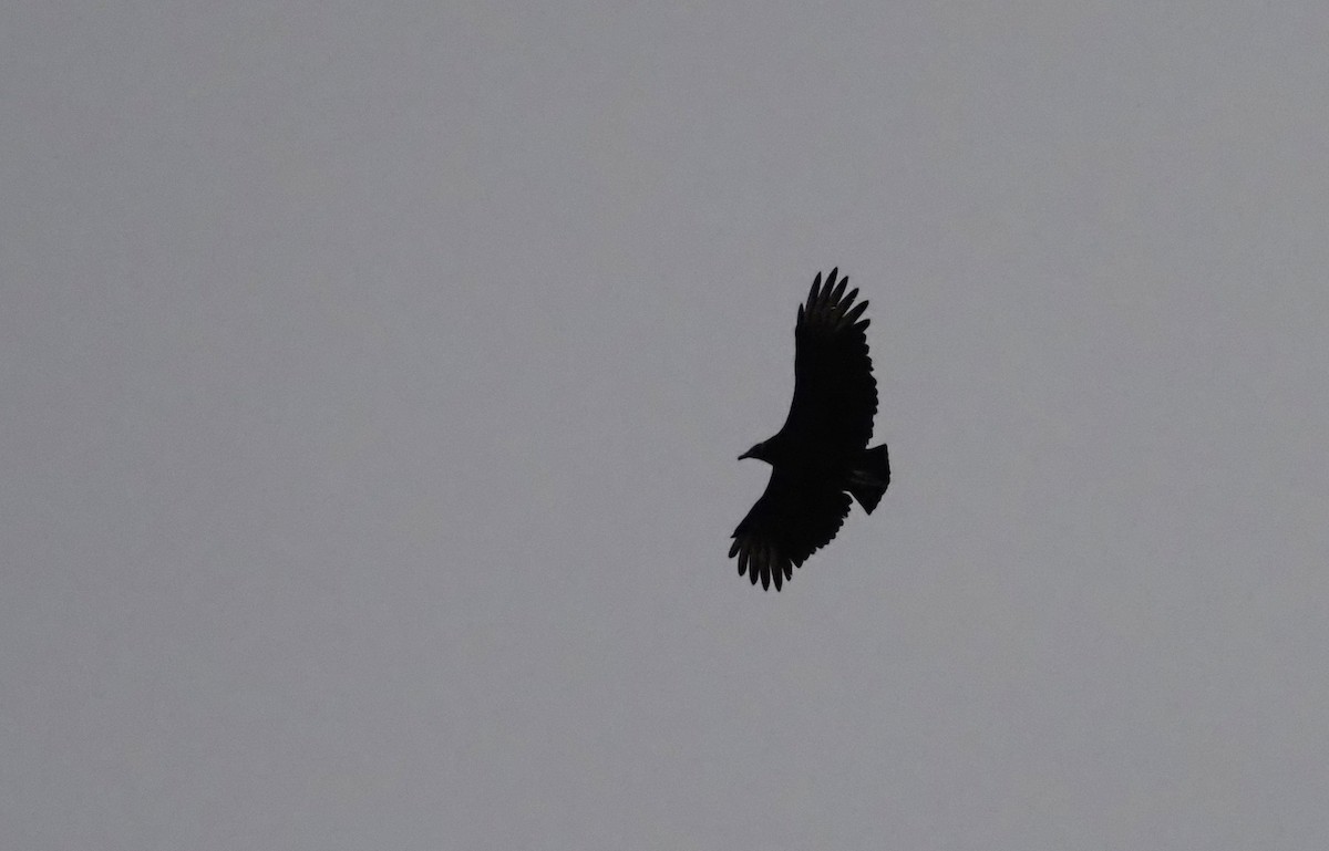 Black Vulture - ML645748724