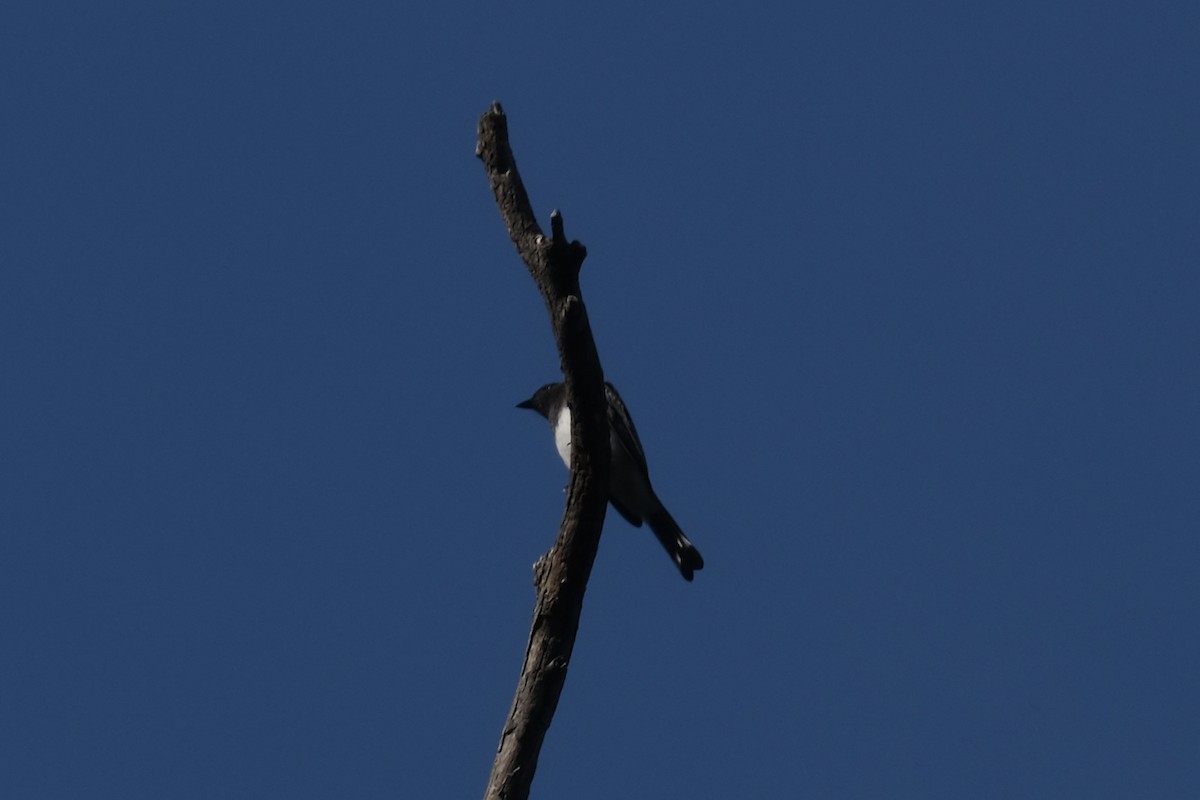 Феб чорний - ML645748729