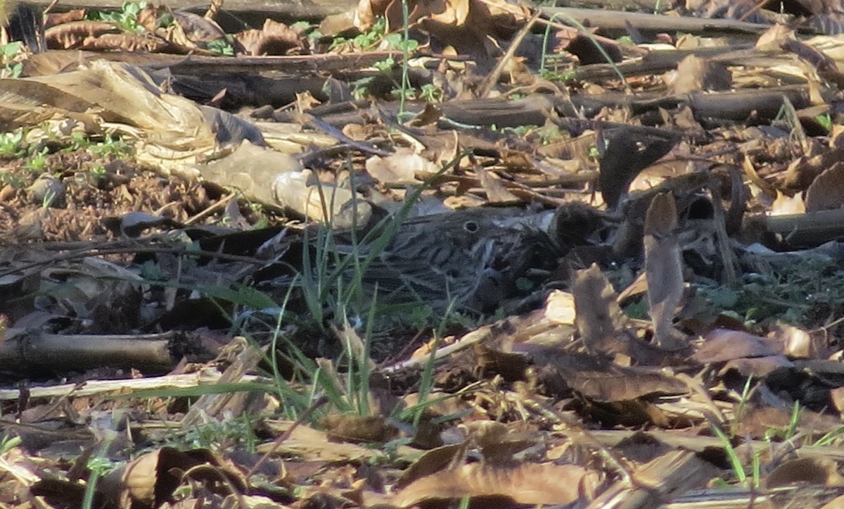 Vesper Sparrow - ML645748730