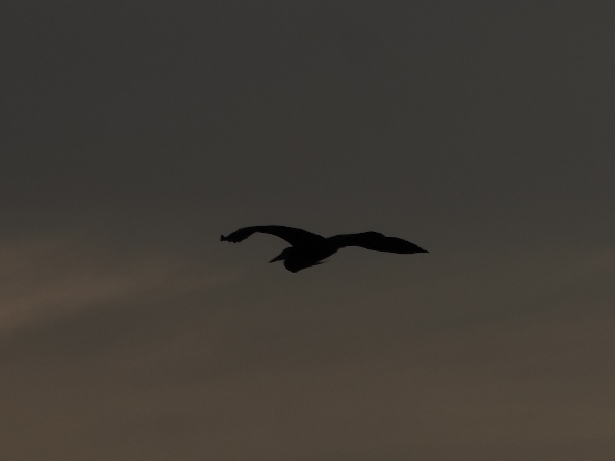 Чапля північна - ML645748731