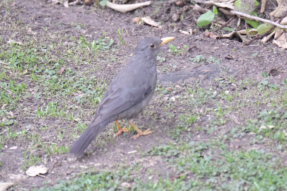 Дрізд бурський - ML645748732