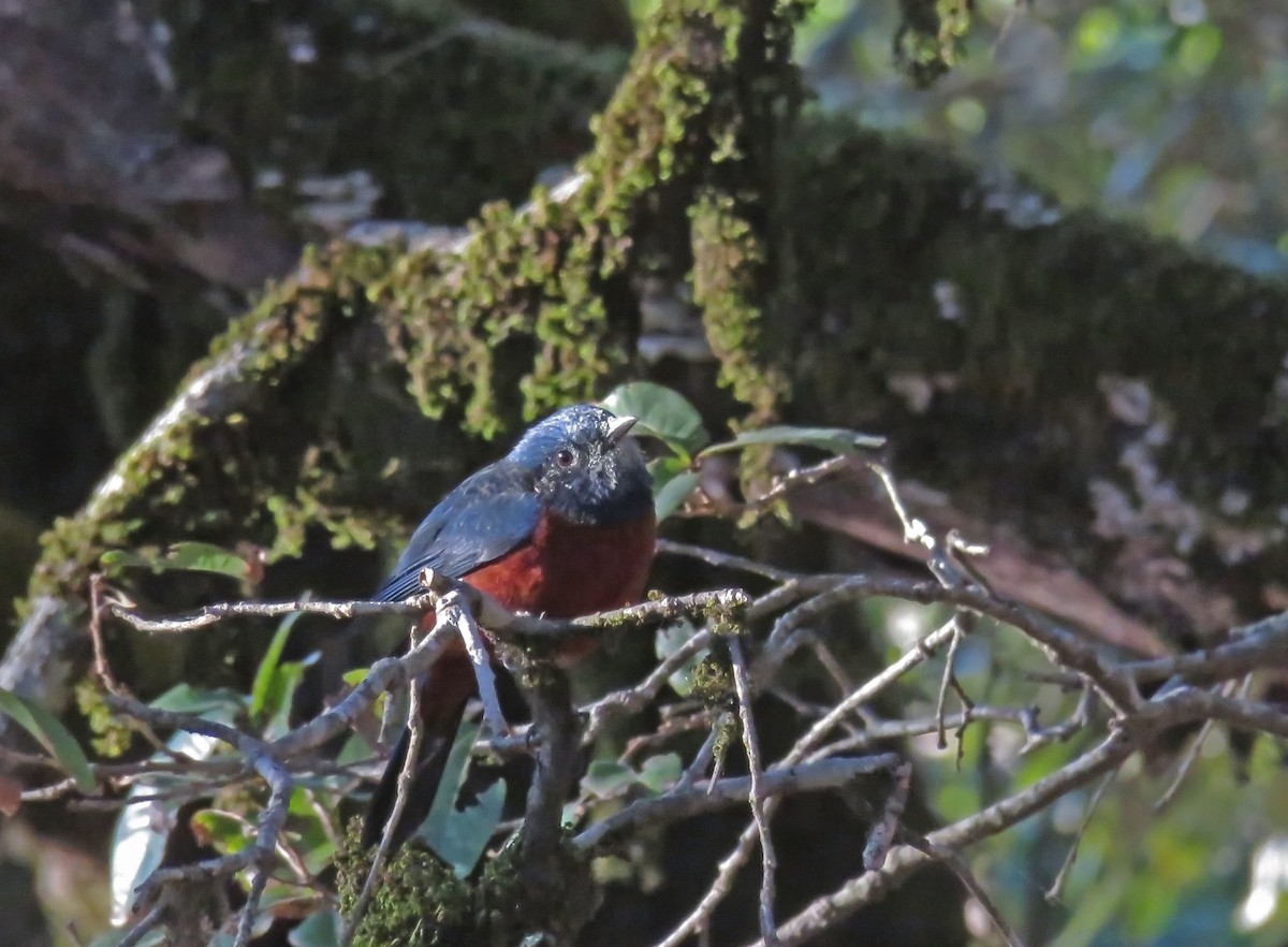 Скеляр рудочеревий - ML645748735