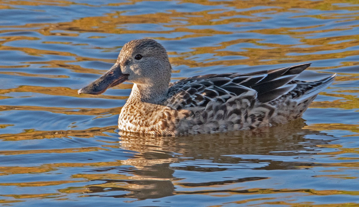 Широконіска північна - ML645748736
