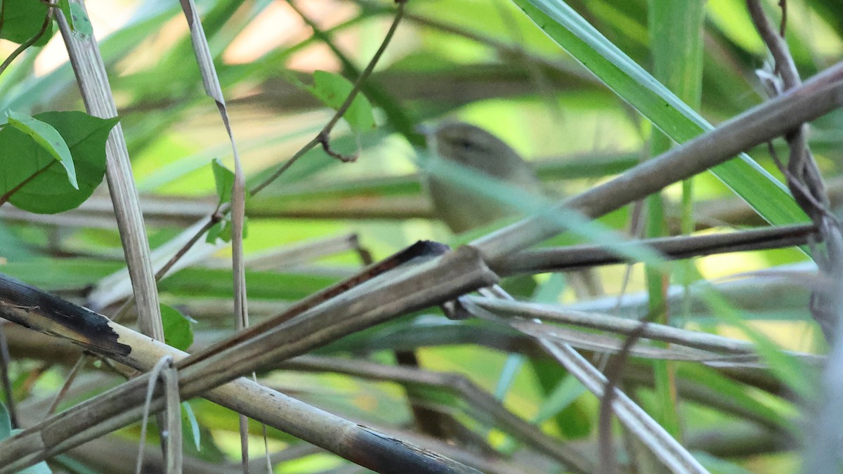 Широкохвістка вохриста - ML645748739