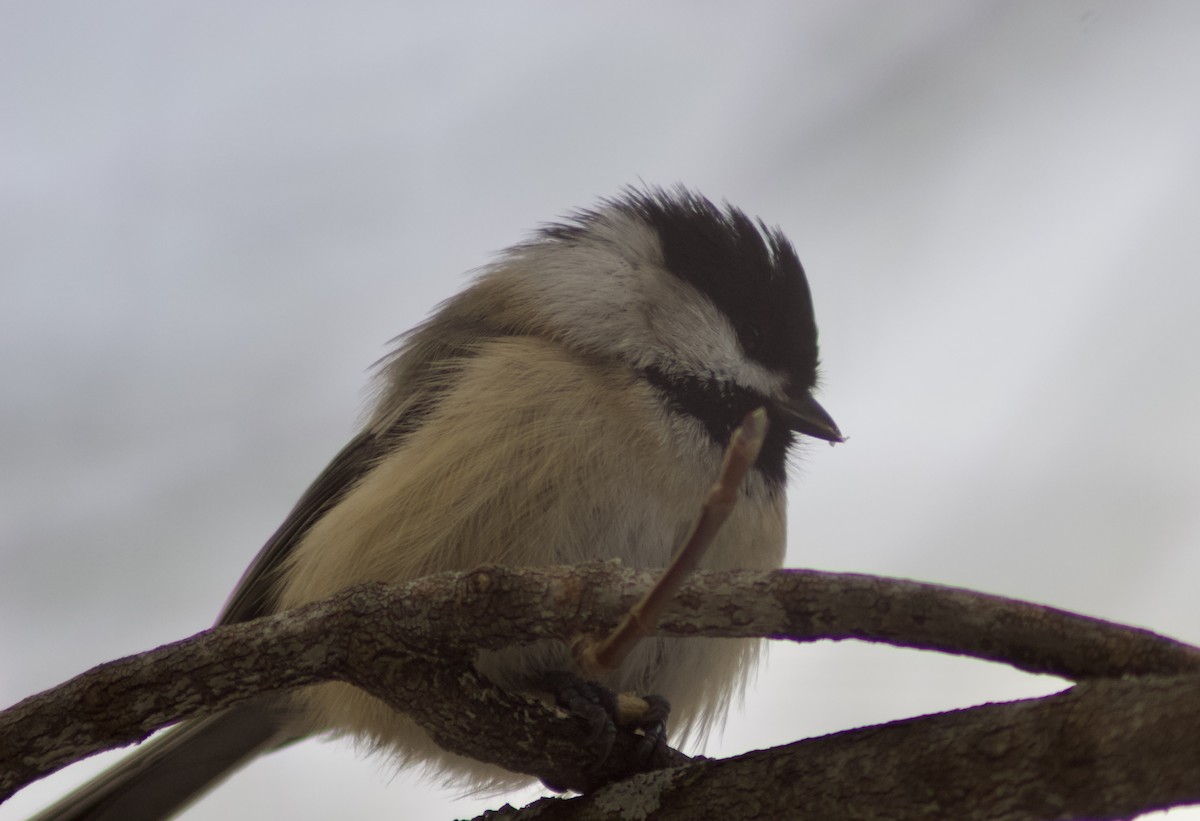 Гаїчка світлокрила - ML645748742