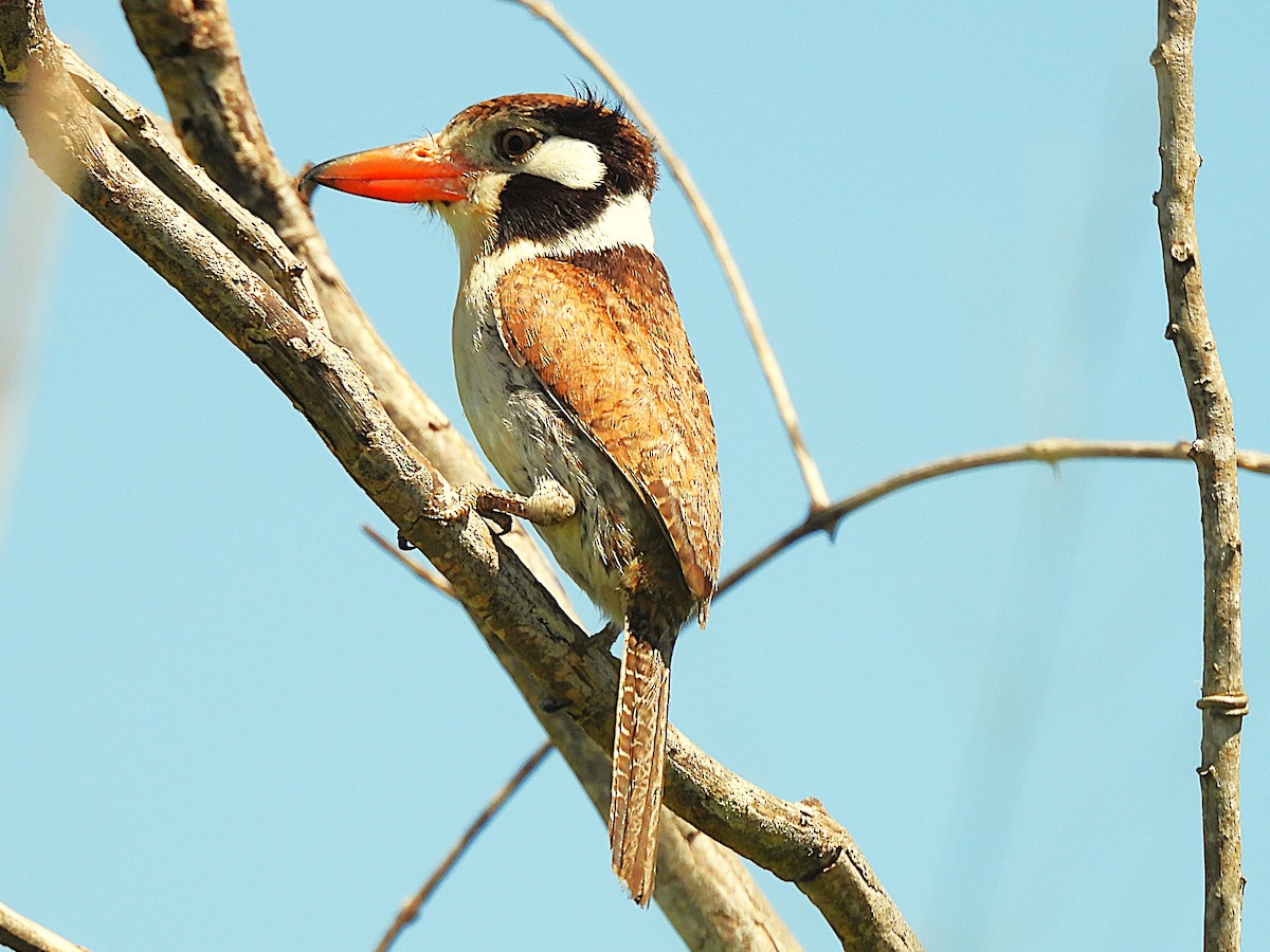 Лінивка-смугохвіст чорнощока - ML645748743