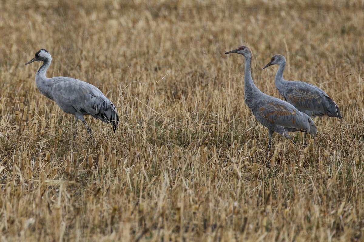 Журавель канадський - ML645748747