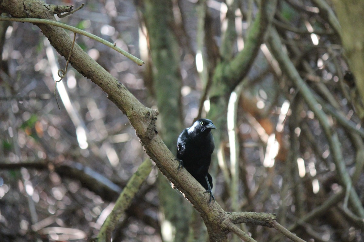 Гракл антильський - ML645748748