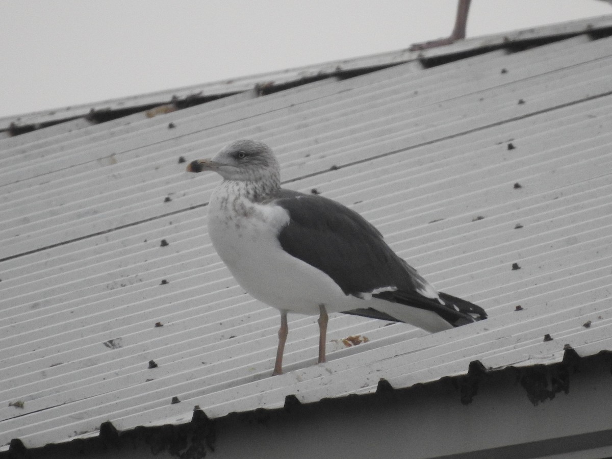 Мартин чорнокрилий - ML645748749