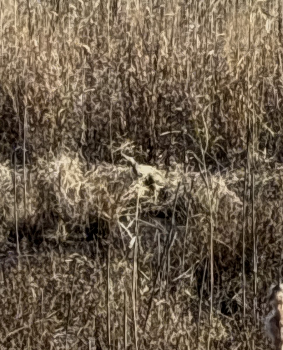 Бугай американський - ML645748750