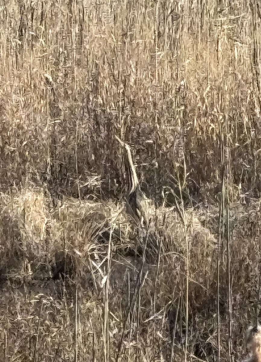 Бугай американський - ML645748751