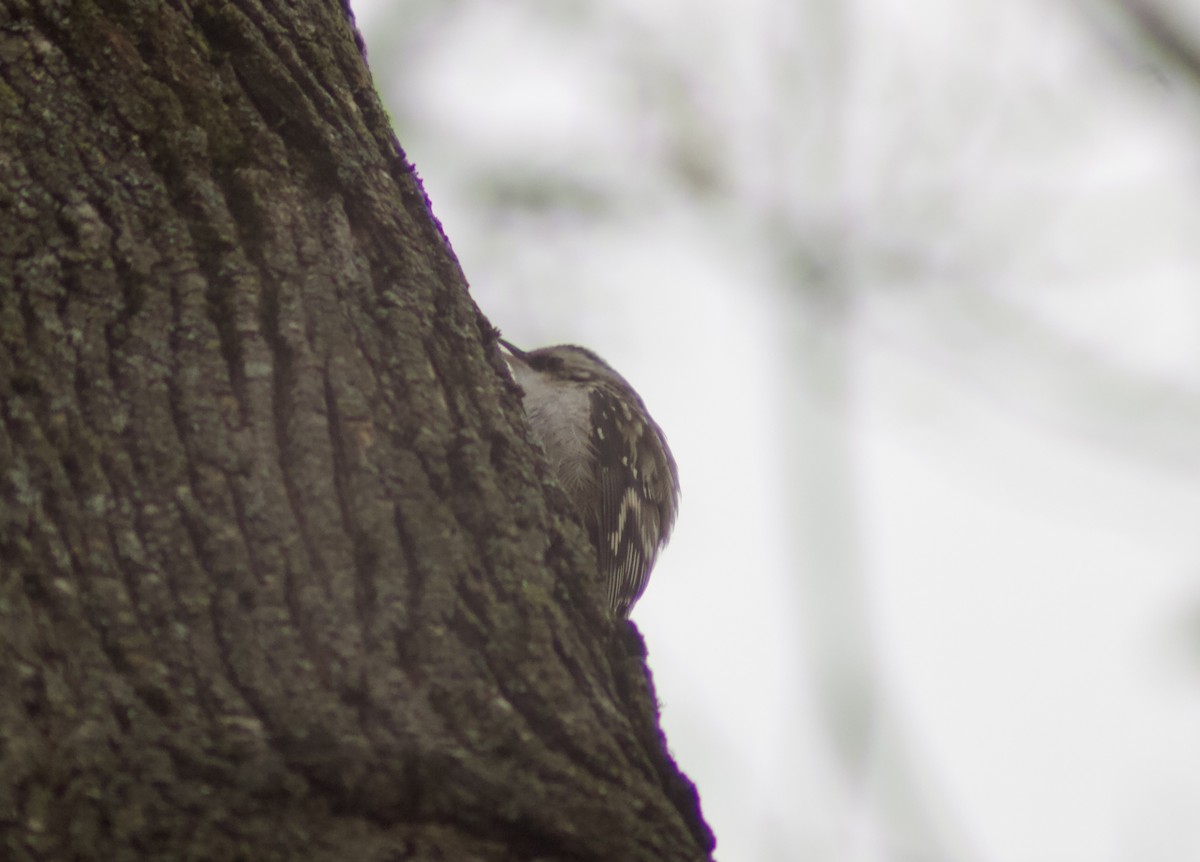 Підкоришник американський - ML645748752