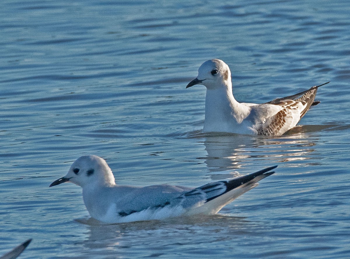 Bonaparte's Gull - ML645748761
